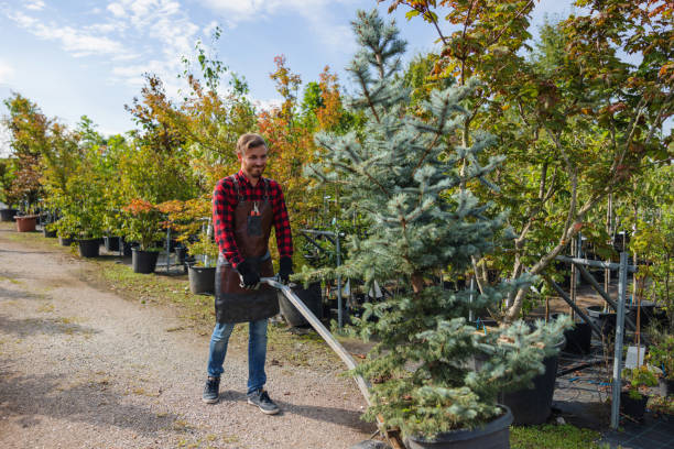 Best Tree Preservation Services  in Keewatin, MN